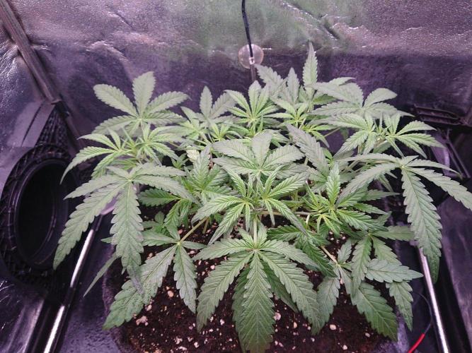 Northern Lights Auto. Week 4
