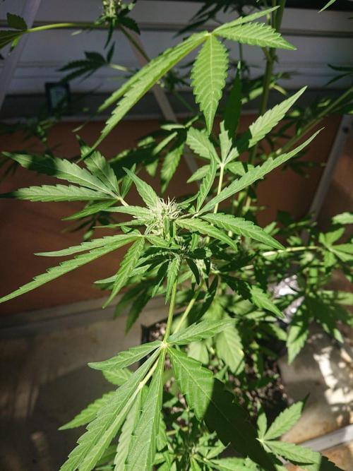 Bud Balkon 2/2. Week 7 - 45.Tag - 12.August 