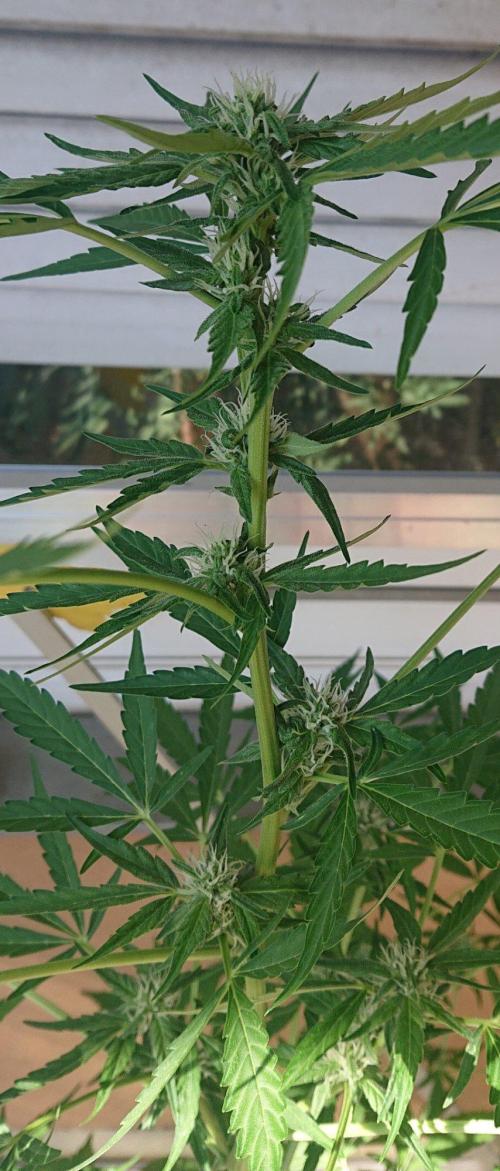 Bud Balkon 2/2. Week 7 - 46.Tag - 13.August 
