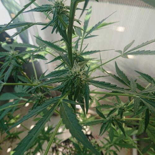 Cookies Gelato Auto. Week 7