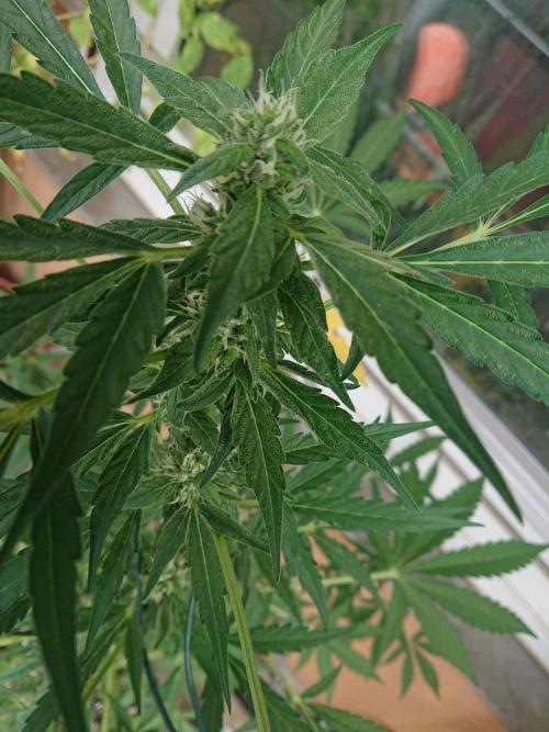 Bud Balkon 2/2. Week 8 - 50.Tag 