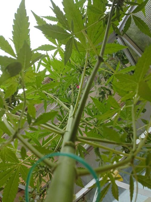 Bud Balkon 2/2. Week 8 - 50.Tag 