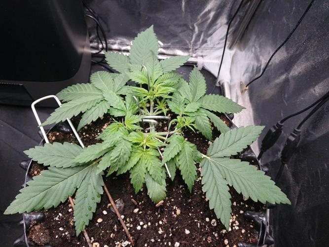 Northern Lights Auto. Week 3