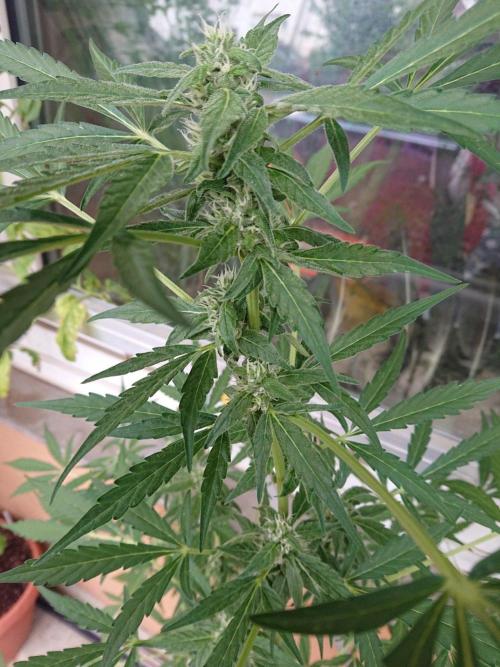 Bud Balkon 2/2. Week 8 - 52.Tag 
