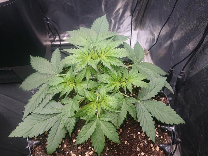 Northern Lights Auto. Week 4