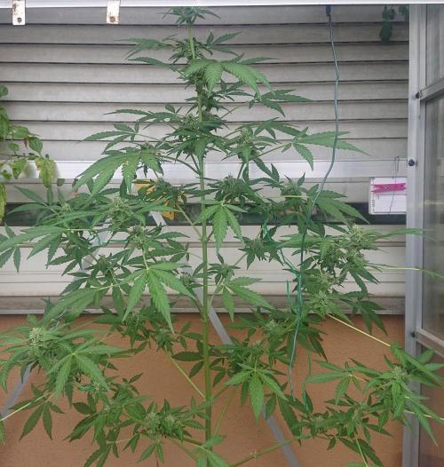 Bud Balkon 2/2. Week 8 - 53.Tag 