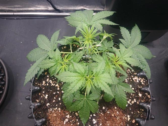 Northern Lights Auto. Week 4