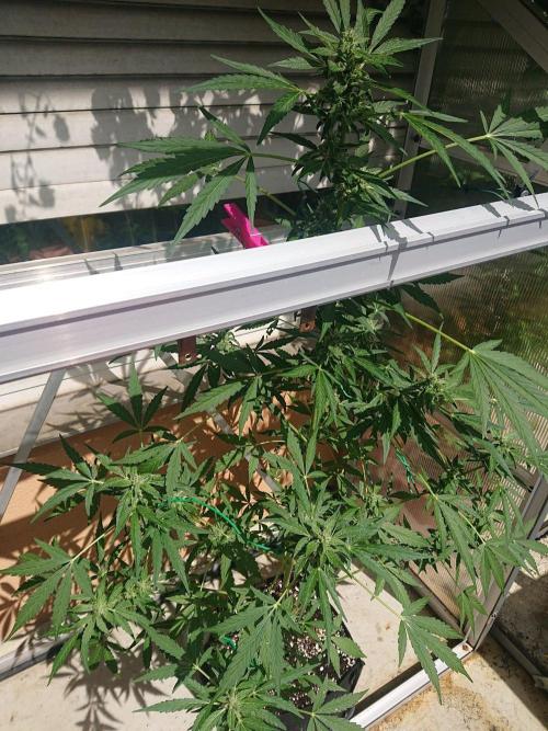 Bud Balkon 2/2. Week 8 - 54.Tag 
