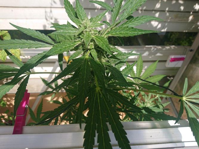 Bud Balkon 2/2. Week 8 - 55.Tag 