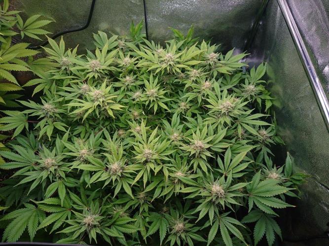 DP60. Week 14