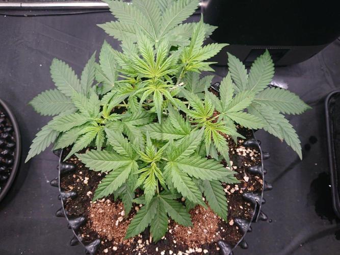 Northern Lights Auto. Week 4