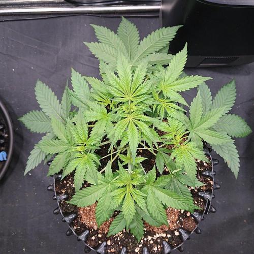 Northern Lights Auto. Week 4