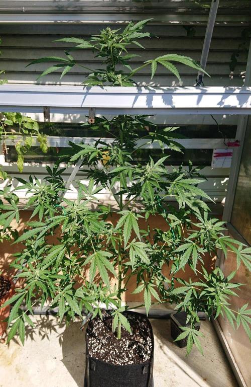 Bud Balkon 2/2. Week 8 - Tag 56