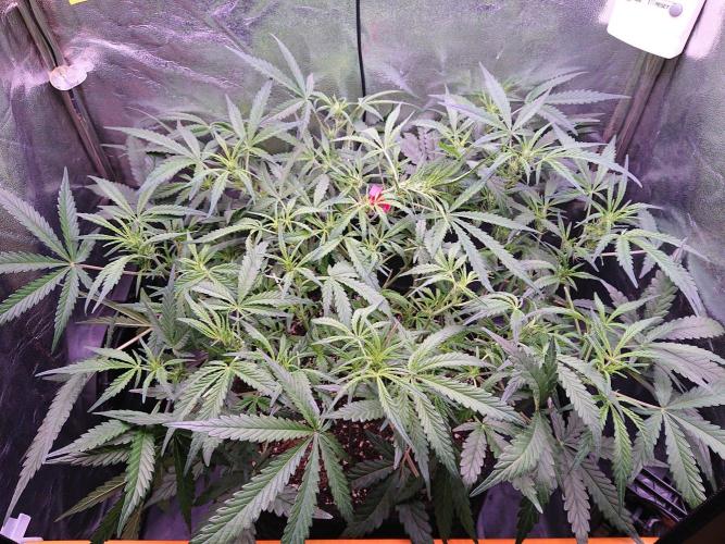Northern Lights Auto. Week 6