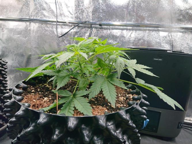Northern Lights Auto. Week 4