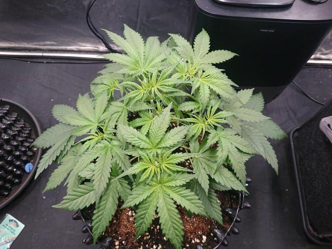 Northern Lights Auto. Week 4
