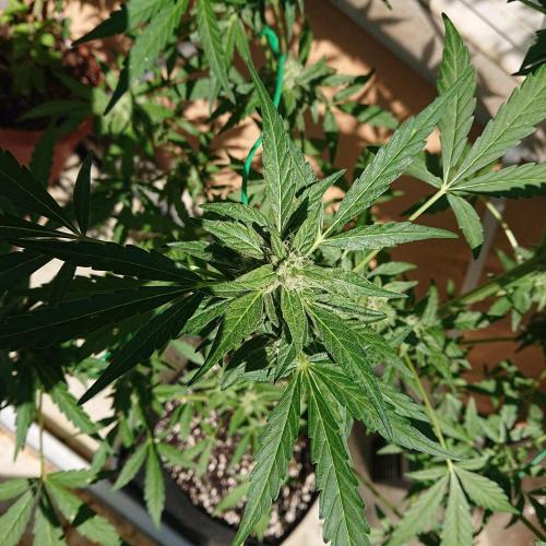 Bud Balkon 2/2. Week 9 - Tag ț8