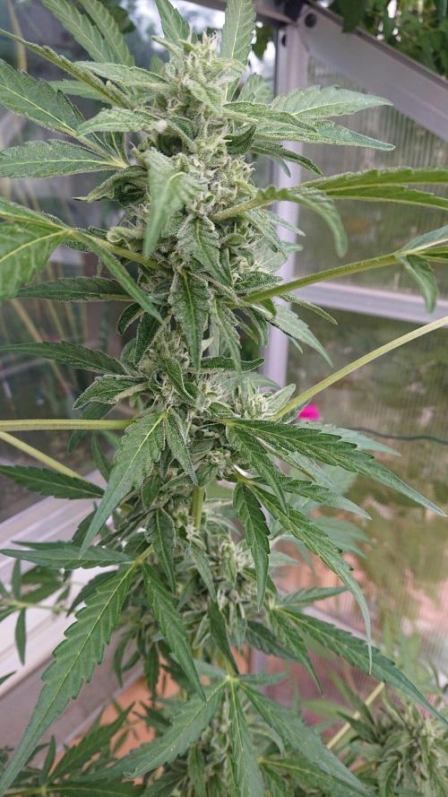 Bud Balkon 2/2. Week 9 - Tag 58