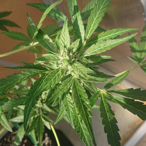 Bud Balkon 2/2. Week 9 - Tag 59