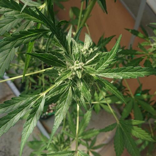 Bud Balkon 2/2. Week 9 - Tag 59
