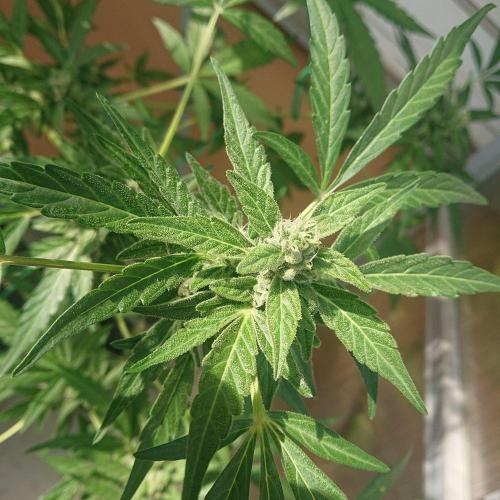 Cookies Gelato Auto. Week 9