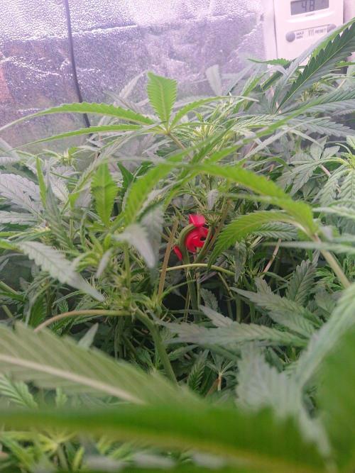 Northern Lights Auto. Week 6