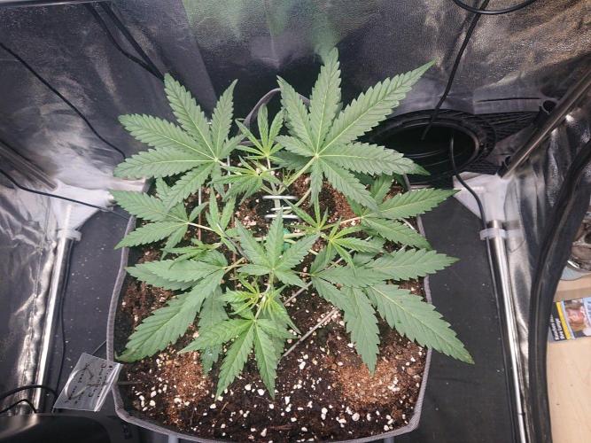 DS150W. Week 4