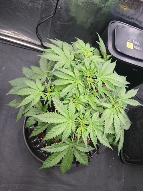 Northern Lights Auto. Week 5