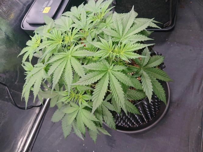 Northern Lights Auto. Week 5