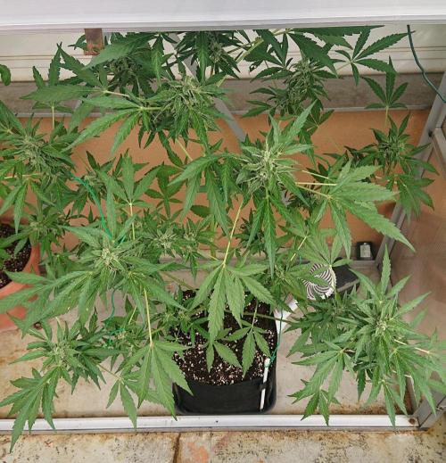 Bud Balkon 2/2. Week 9 - Tag 61