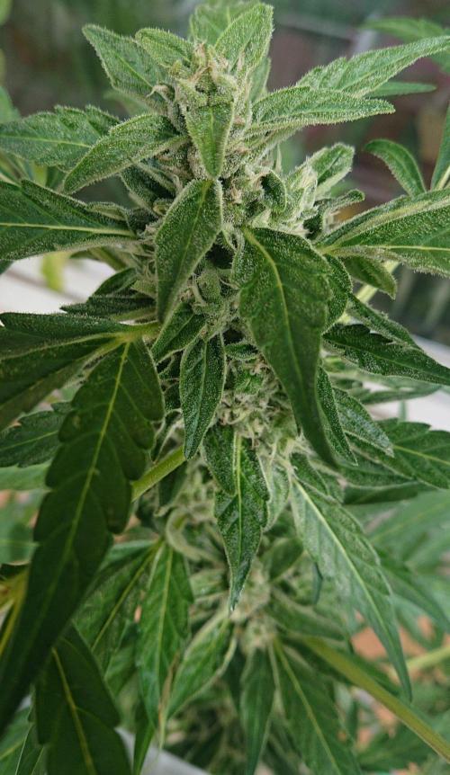 Bud Balkon 2/2. Week 9 - Tag 61