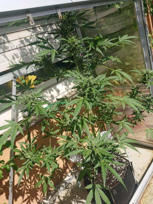 Bud Balkon 2/2. Week 9 - Tag 63