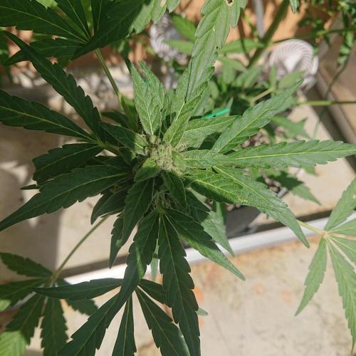 Bud Balkon 2/2. Week 9 - Tag 63