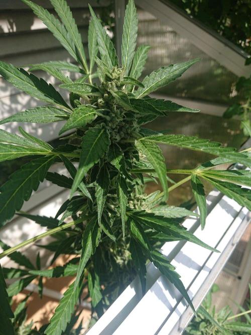 Cookies Gelato Auto. Week 9