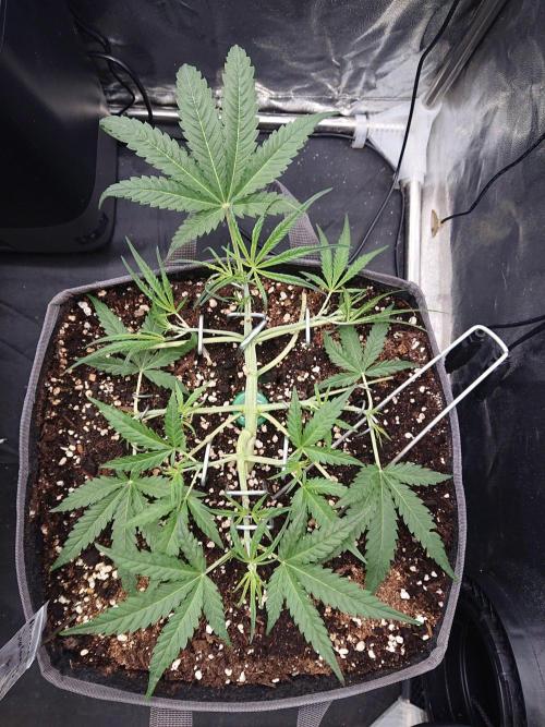 DS150W. Week 4
