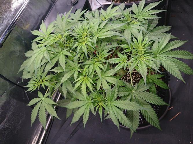 Northern Lights Auto. Week 5