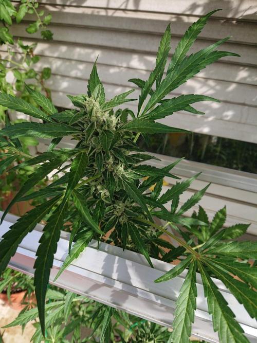 Bud Balkon 2/2. Week 10