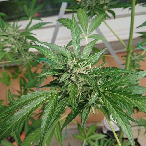 Bud Balkon 2/2. Week 10