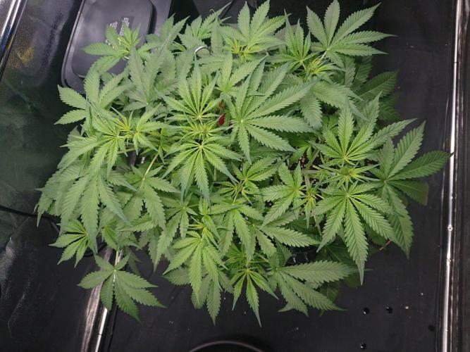 Northern Lights Auto. Week 5