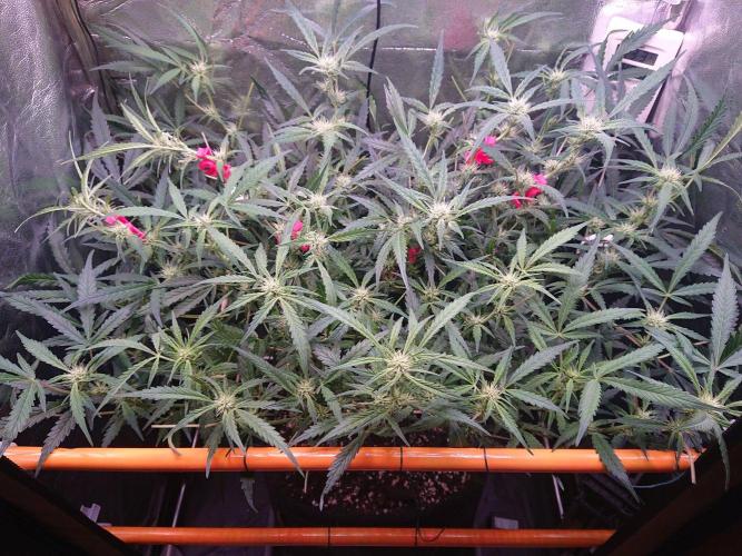 Northern Lights Auto. Week 7