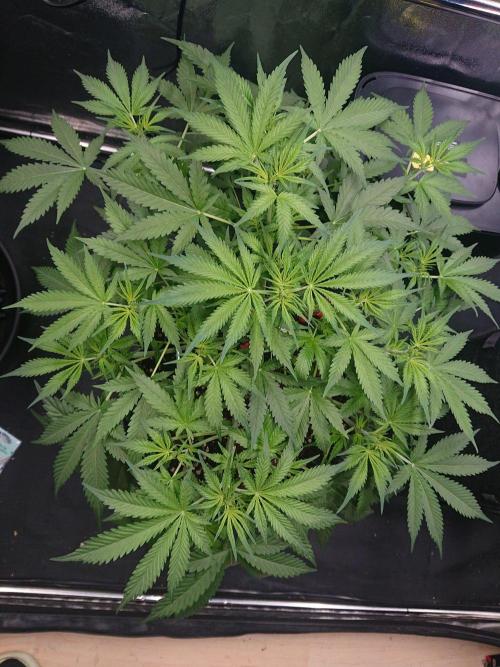 Northern Lights Auto. Week 5