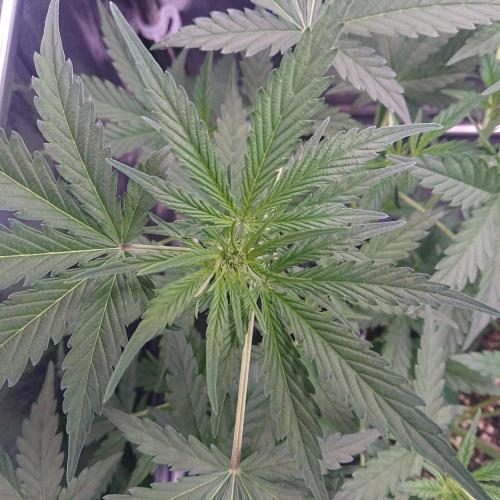 Northern Lights Auto. Week 5