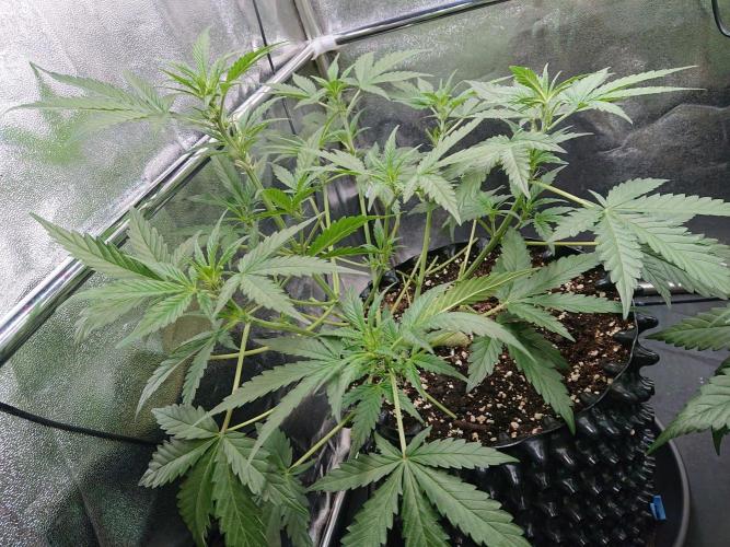 Northern Lights Auto. Week 5