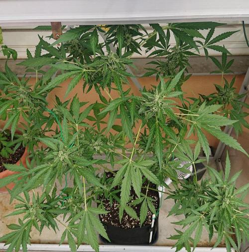 Cookies Gelato Auto. Week 11