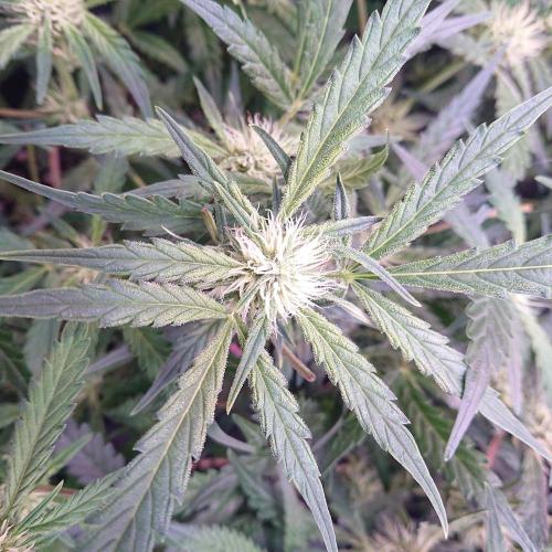 Northern Lights Auto. Week 7