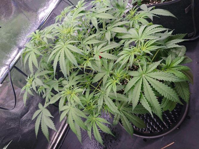 Northern Lights Auto. Week 6