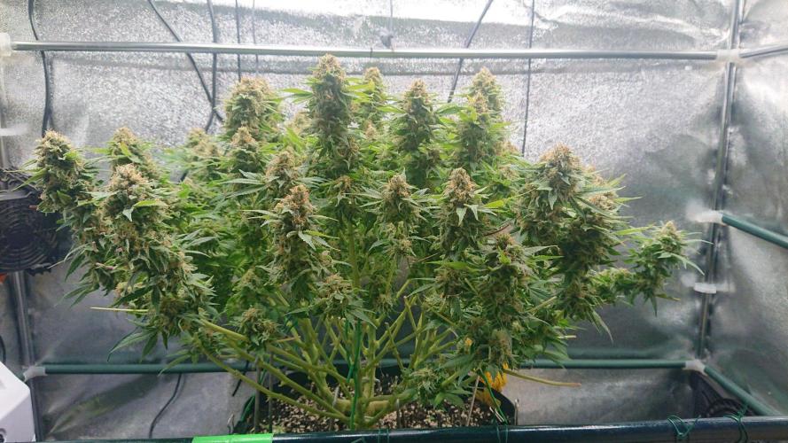 DP60. Week 17