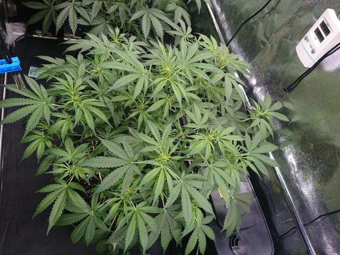 Northern Lights Auto. Week 6