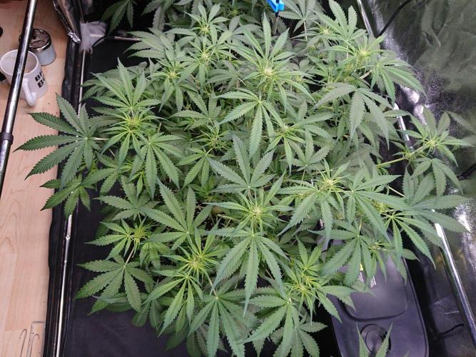 Northern Lights Auto. Week 7