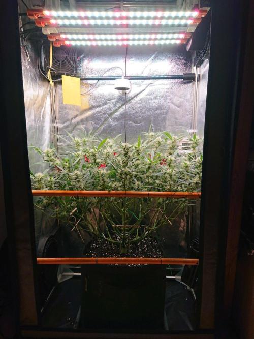 Northern Lights Auto. Week 8
